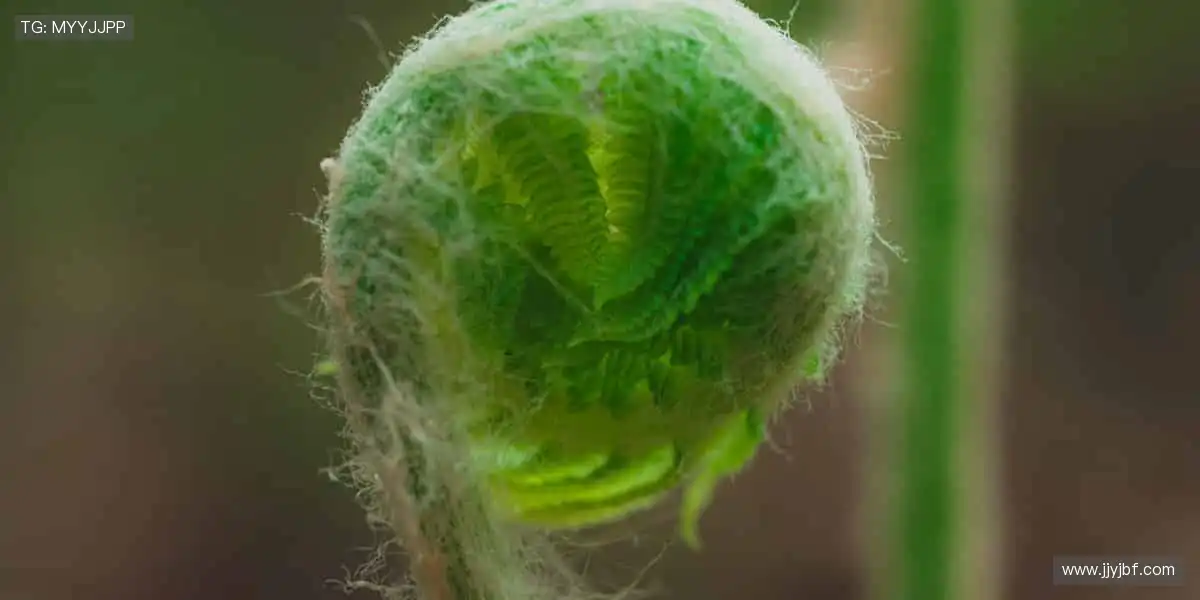 随时随地，直击赛场！📱🎯